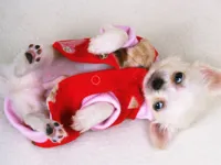 https://timunmini.id/game/lovely-puppy-slide