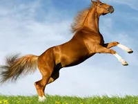 https://timunmini.id/game/horse-slide