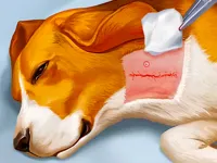 https://timunmini.id/game/dog-hospital