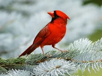 https://timunmini.id/game/birds-puzzle