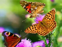 https://timunmini.id/game/butterfly-slide