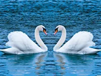 https://timunmini.id/game/swans-slide